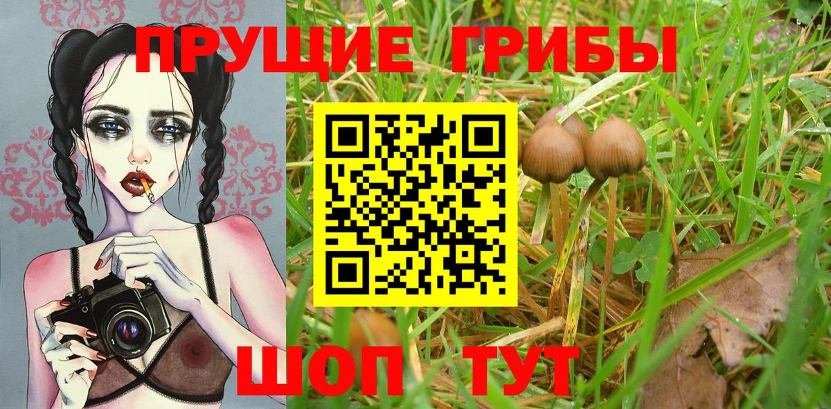 Псилоцибиновые грибы Psilocybine cubensis Прокопьевск